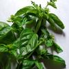 Herb Holy (Sacred) Basil Ocimum tenuiflorum 'Holy Sacred Basil'