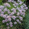 Herb Chives Allium schoenoprasum 'Chives'