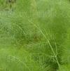 Herb Fennel Green Foeniculum vulgare 'Fennel Green'