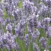 Herb English Lavender Lavandula angustifolia 'English Lavender'