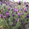 Herb True Lavender Lavandula angustifolia 'True Lavender'