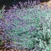 Herb Mustead Lavender Lavandula Angustifolia Munstead 'Mustead Lavender'