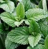 Herb Mint Spearmint Mentha spicata 'Mint Spearmint'