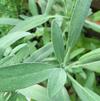 Herb Sage Salvia officinalis 'Sage'