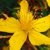 Herb St Johns Wort Hypericum perforatum 'St Johns Wort'