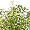 Herb Thyme Lemon Variegated Thymus Citriodorus Variegata 'Tyme Lemon Variegated'