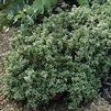 Herb Thyme Silver Variegated Thymus Serpyllum 'Thyme Silver Variegated'