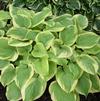 Hosta Fragrant Bouquet 'Fragrant Bouquet'