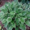 Hosta North Hills 'North Hills'