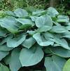 Hosta Sieboldiana Elegans 'Seiboldiana Elegans'