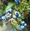 BR Vaccinium Bluejay corymbosum 'Bluejay'