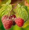 BR Rubus Amity ideaus 'Amity'