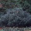 Ilex x meserveae 'Blue Prince'