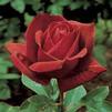 Rose 'Chrysler Imperial'