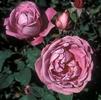 Rose 'Heirloom'