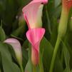 Calla Lilly 'Calla Lilly Rehmannii Pink'