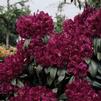 Rhododendron 'Olin O Dobbs'