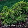 Juniperus chinensis 'Old Gold'
