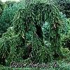 Picea abies 'Pendula'