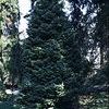 Picea omorika 'Nana'