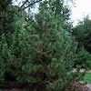 Pinus heldreichii v. leucodermis