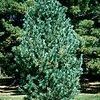 Pinus flexilis 'Vanderwolf Pyramid'